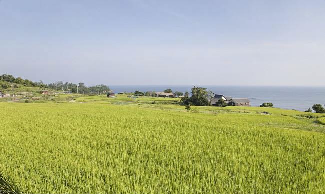全國農(nóng)業(yè)技術(shù)推廣服務(wù)中心發(fā)布水稻病蟲情報，預(yù)計水稻紋枯病發(fā)生偏重