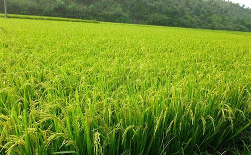降溫需注意：稻田灌水，保灌漿防青枯
