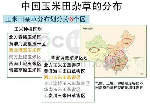 玉米田陷入斷檔期，除草劑到了大洗牌時(shí)代